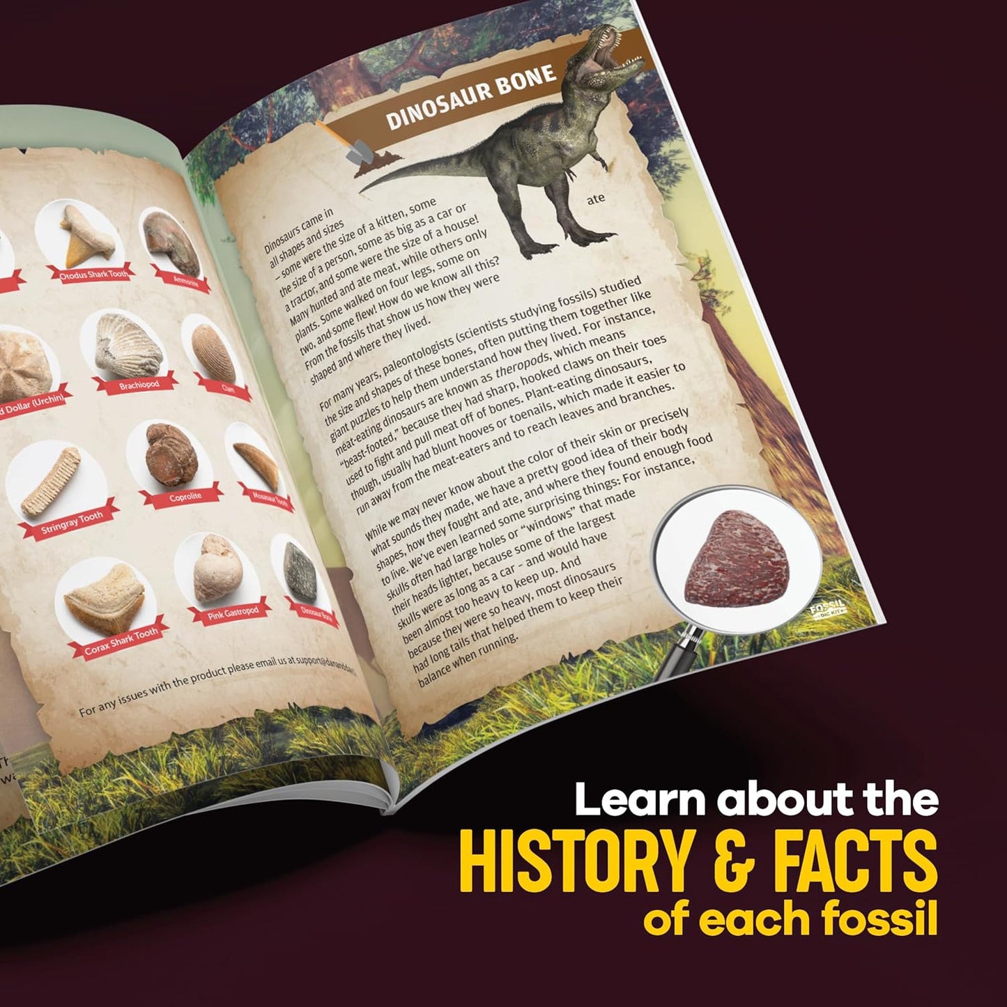 Authentic Fossil Excavation Kit for Children - Comprehensive Science Kits for Ages 8+