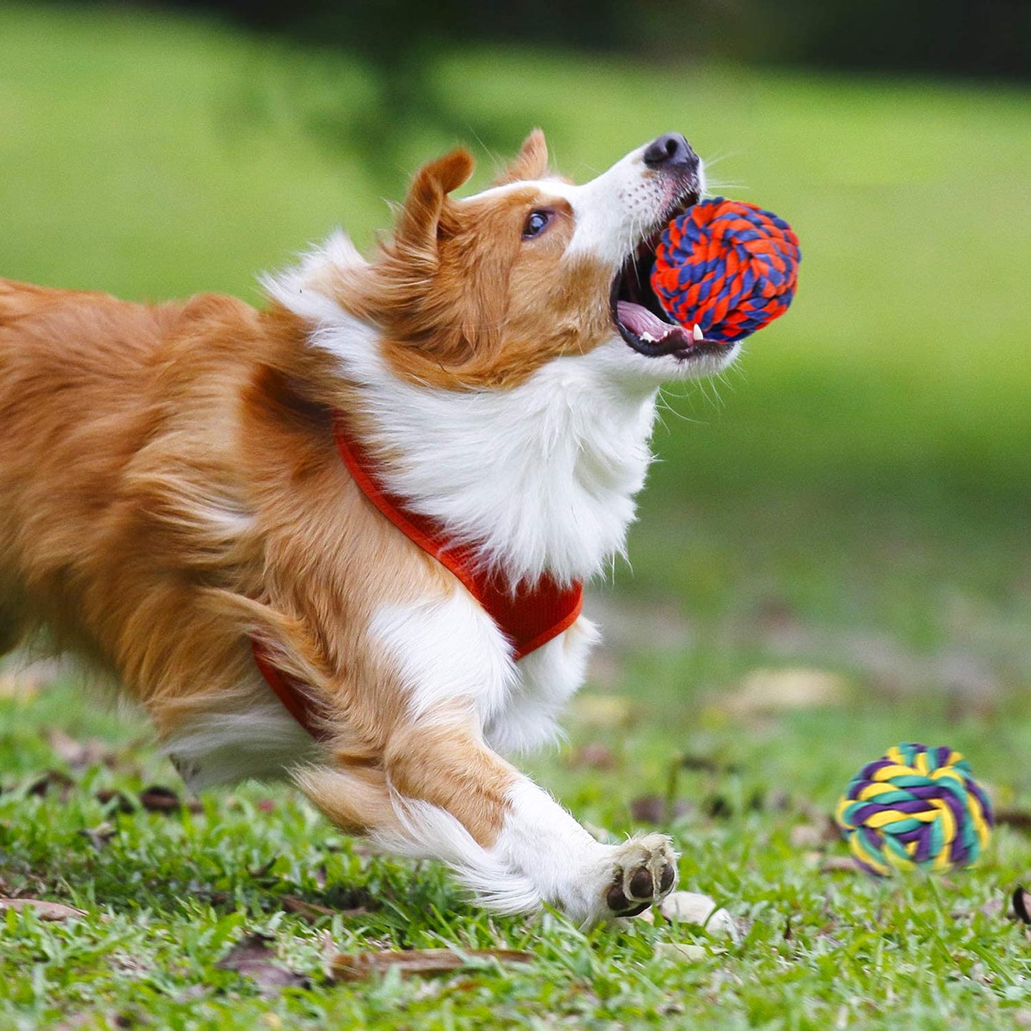 Heavy-Duty Dental Rope Toy Set - Indestructible Cotton Tug Toys, Large, Medium Dogs, 9-Piece Kit with 5 Knots