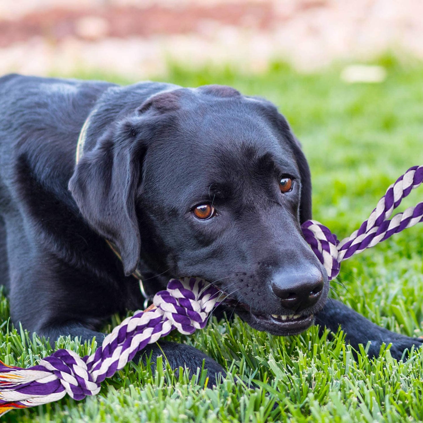 Heavy-Duty Dental Rope Toy Set - Indestructible Cotton Tug Toys, Large, Medium Dogs, 9-Piece Kit with 5 Knots