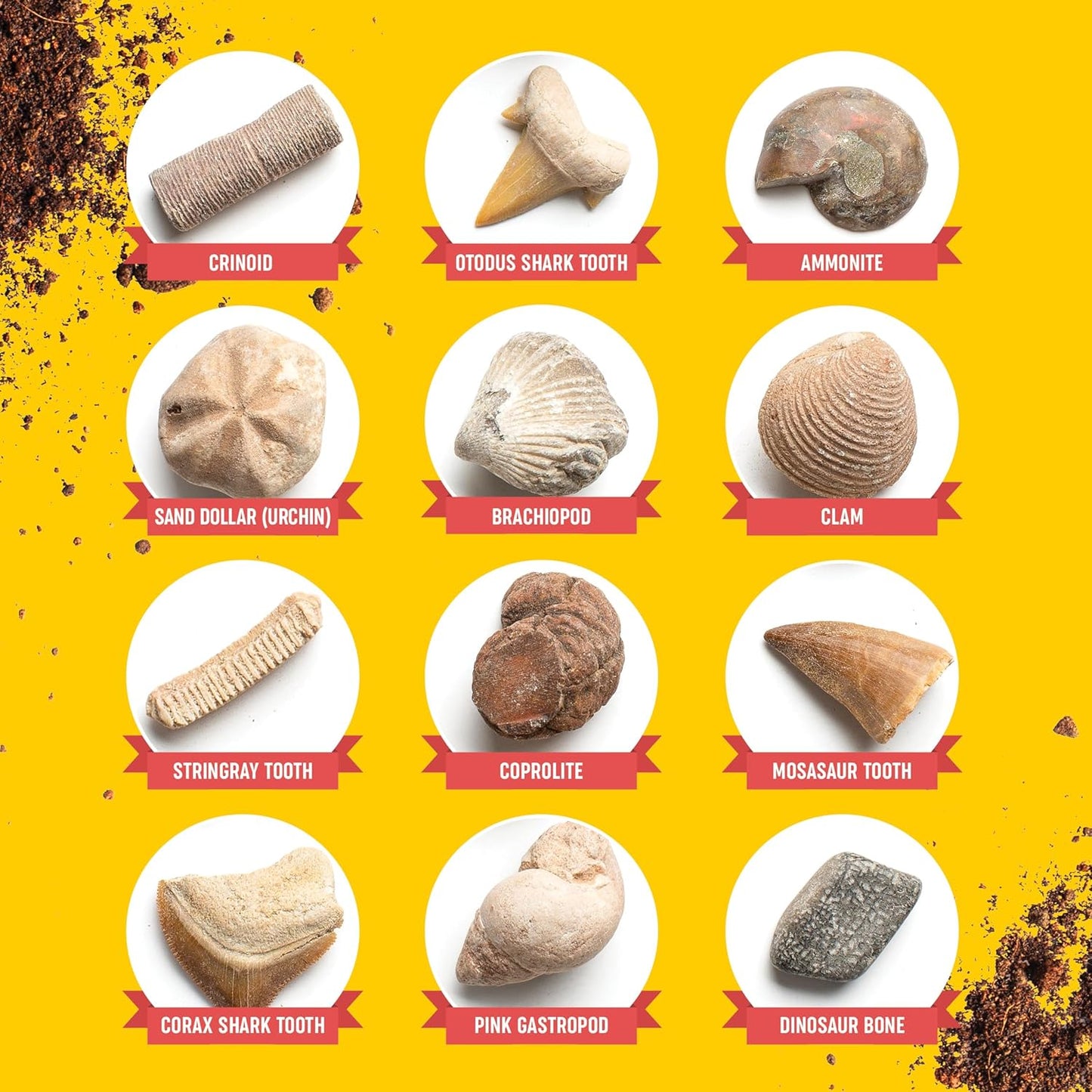 Authentic Fossil Excavation Kit for Children - Comprehensive Science Kits for Ages 8+