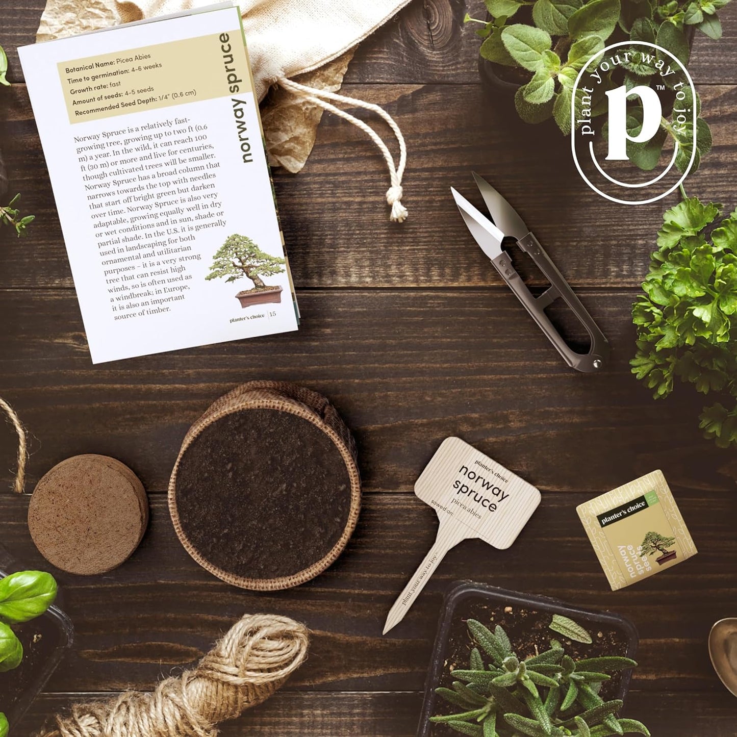 Bonsai Starter Kit - Ideal Gardening Gift for Enthusiasts - Unique DIY Craft Kit for Adults - Thoughtful Easter Gift for Garden Plant Lovers and Gardening Mothers