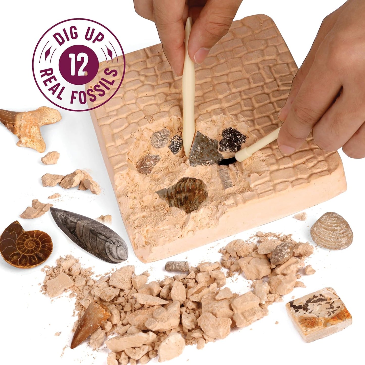 Authentic Fossil Excavation Kit for Children - Comprehensive Science Kits for Ages 8+
