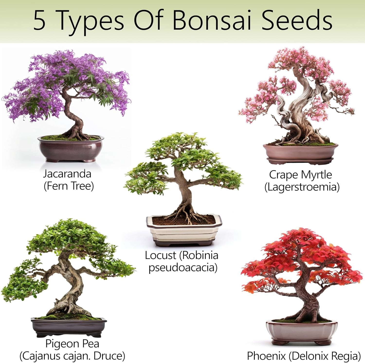 Bonsai Tree Kit – 5X Unique Japanese Bonzai Trees | Complete Indoor Bonsai Starter Kit for Growing Bonsai Plants with Tools & Planters – Gardening Gifts for Women & Men